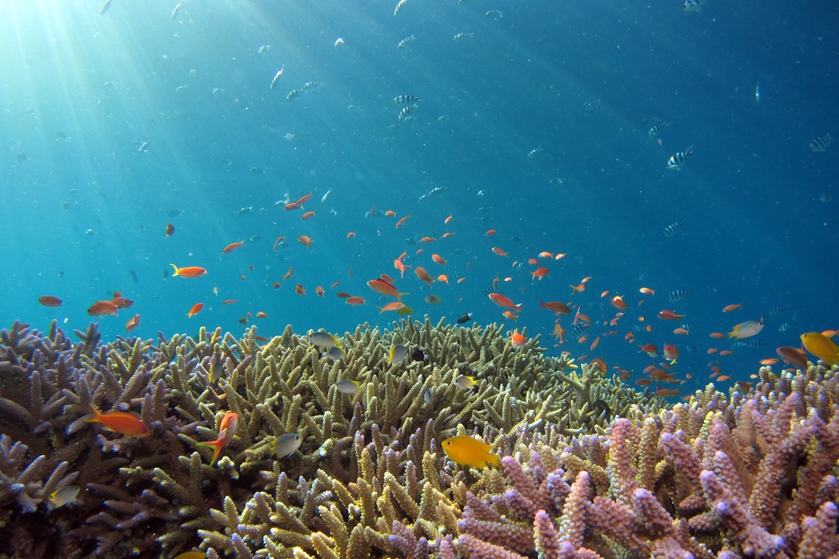 Beautiful underwater marine ecosystem with coral reefs and marine life